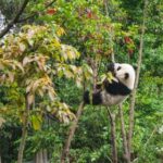 J2开奖直播最新现场实况全程高清在线观看 p8212